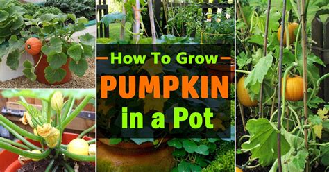 How to Grow and Care for Pumpkins .